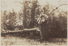 24844 Omgewaaide bomen aan de Spanjaardslaan na de storm van 29 mei 1860., 1860-05-30