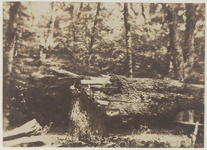 24848 Omgewaaide bomen aan de Spanjaardslaan na de storm van 29 mei 1860., 1860-05-30