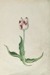 51773 Wit, rood gevlamde tulp. Penseel in kleuren over grafiet op papier; niet gesigneerd, niet gedateerd., 1630-1700