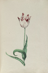 51782 Wit, rood gevlamde tulp. Penseel in kleuren over grafiet op papier; niet gesigneerd, niet gedateerd., 1630-1700