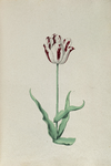 51783 Wit, rood gevlamde tulp. Penseel in kleuren over grafiet op papier; niet gesigneerd, niet gedateerd., 1630-1700