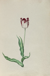 51784 Wit, rood gevlamde tulp. Penseel in kleuren over grafiet op papier; niet gesigneerd, niet gedateerd., 1630-1700