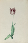51785 Wit, rood gevlamde tulp. Penseel in kleuren over grafiet op papier; niet gesigneerd, niet gedateerd., 1630-1700