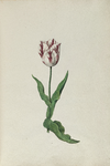 51786 Wit, rood gevlamde tulp. Penseel in kleuren over grafiet op papier; niet gesigneerd, niet gedateerd., 1630-1700