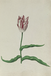 51787 Wit, rood gevlamde tulp. Penseel in kleuren over grafiet op papier; niet gesigneerd, niet gedateerd., 1630-1700