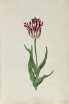 51788 Wit, rood gevlamde tulp. Penseel in kleuren over grafiet op papier; niet gesigneerd, niet gedateerd., 1630-1700