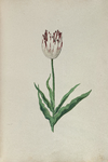51789 Wit, rood gevlamde tulp. Penseel in kleuren over grafiet op papier; niet gesigneerd, niet gedateerd., 1630-1700