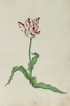 51790 Wit, rood gevlamde tulp. Penseel in kleuren over grafiet op papier; niet gesigneerd, niet gedateerd., 1630-1700