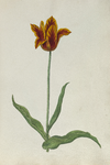 51791 Geel, rood gevlamde tulp. Penseel in kleuren over grafiet op papier; niet gesigneerd, niet gedateerd., 1630-1700