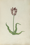 51792 Wit, rood gevlamde tulp. Penseel in kleuren over grafiet op papier; niet gesigneerd, niet gedateerd., 1630-1700