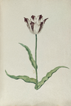 51793 Wit, rood gevlamde tulp. Penseel in kleuren over grafiet op papier; niet gesigneerd, niet gedateerd., 1630-1700
