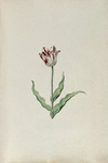 51794 Wit, rood gevlamde tulp. Penseel in kleuren over grafiet op papier; niet gesigneerd, niet gedateerd., 1630-1700