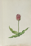 51795 Wit, rood gevlamde tulp. Penseel in kleuren over grafiet op papier; niet gesigneerd, niet gedateerd., 1630-1700
