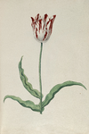 51796 Wit, rood gevlamde tulp. Penseel in kleuren over grafiet op papier; niet gesigneerd, niet gedateerd., 1630-1700