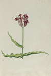 51797 Wit, rood gevlamde tulp. Penseel in kleuren over grafiet op papier; niet gesigneerd, niet gedateerd., 1630-1700