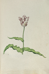 51798 Wit, rood gevlamde tulp. Penseel in kleuren over grafiet op papier; niet gesigneerd, niet gedateerd., 1630-1700