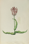 51799 Wit, rood gevlamde tulp. Penseel in kleuren over grafiet op papier; niet gesigneerd, niet gedateerd., 1630-1700