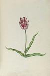 51800 Wit, rood gevlamde tulp. Penseel in kleuren over grafiet op papier; niet gesigneerd, niet gedateerd., 1630-1700